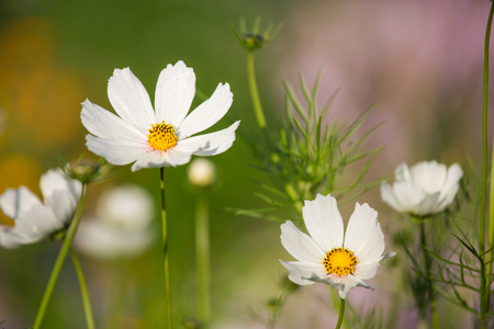 Flowers at different times, in different placesの写真素材