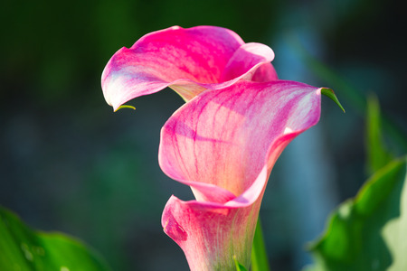 Flowers at different times, in different placesの写真素材