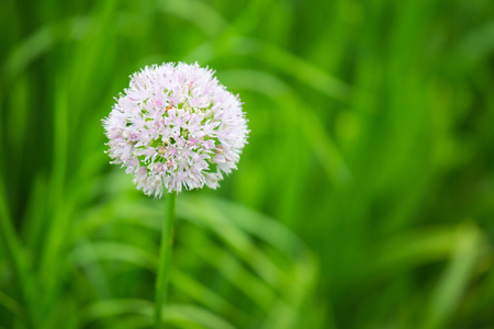 Flowers at different times, in different placesの写真素材