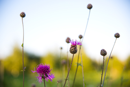 Flowers at different times, in different placesの写真素材