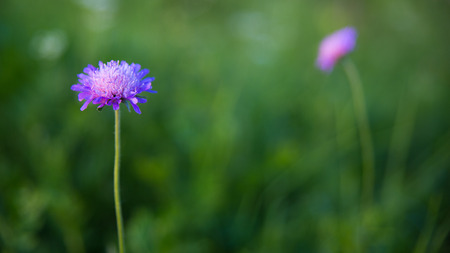 Flowers at different times, in different placesの写真素材