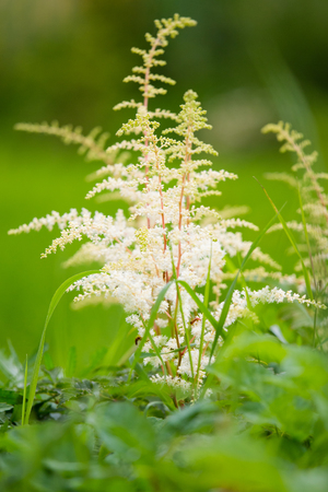 Flowers at different times, in different placesの写真素材