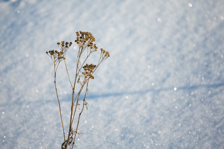 snowy species winter, snowy scenery, the snow light and shadowの写真素材