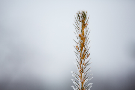 Spruce branch with snow in the winter in the white snowの写真素材