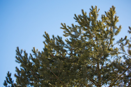Spruce branch with snow in the winter in the white snowの写真素材