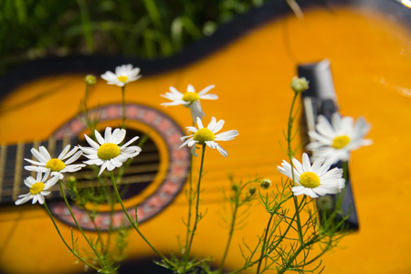 Blurry  photo of acoustic guitar and white flowers chamomiles close-up, music backgroundの写真素材
