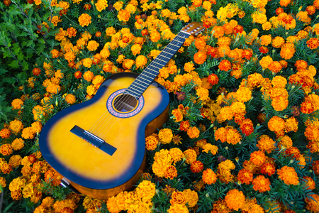 Blurry  photo of acoustic guitar and white flowers chamomiles close-up, music background