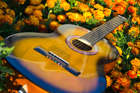 Blurry  photo of acoustic guitar and white flowers chamomiles close-up, music backgroundの写真素材