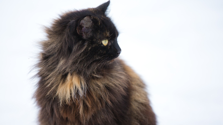 black cat on snow close-up with black hairの写真素材