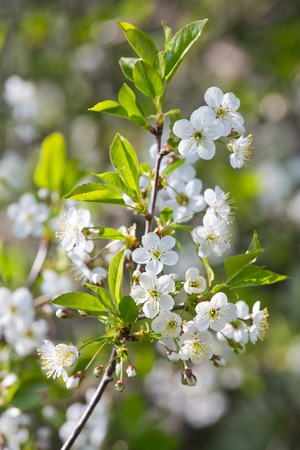 white cherry blossoms in bloom  summer or springの写真素材