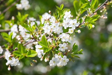 white cherry blossoms in bloom  summer or springの写真素材