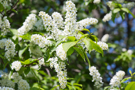 bird cherry blossomsの写真素材