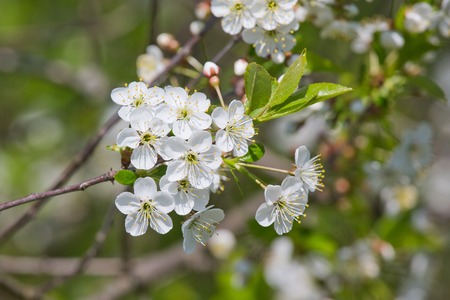 white cherry blossoms in bloom  summer or springの写真素材