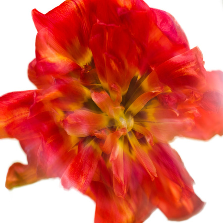Close-up view of red tulip against whiteの写真素材