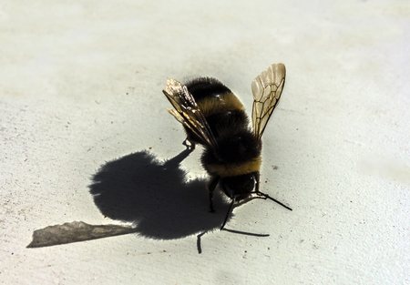 Macro top view of bumblebee on white backgroundの写真素材