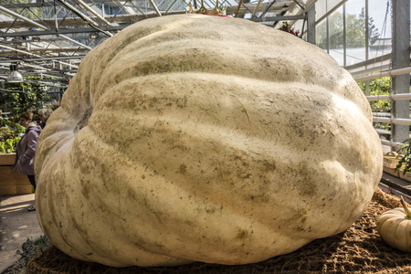 Moscow, Russia - September 18, 2017: Pumpkin weighing 881,849 pounds in the Botanical Garden of the State University. The largest pumpkin in Russia.のeditorial素材