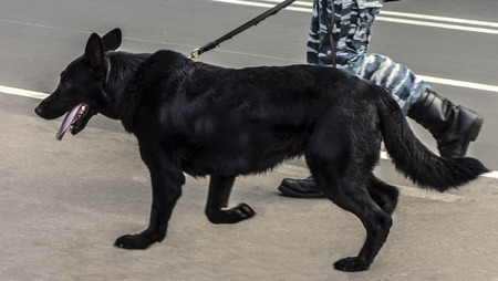 Black German shepherd on a leash conducts patrolling of the territory accompanied by a man in camouflage uniforms.の写真素材