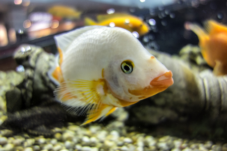 White cichlid fish swimming in the aquarium. Cichlid with very rare coloration and elongated large lips.の写真素材