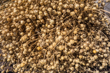 Bunch of dry flax close-up. Dry ears of flaxの写真素材