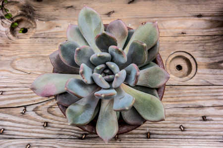 Succulent Echeveria elegant close-up top view on the background of vintage rural wooden tableの写真素材