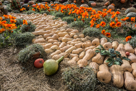 Decorative background of pumpkins of different colors and shapes lying on the hay.の写真素材