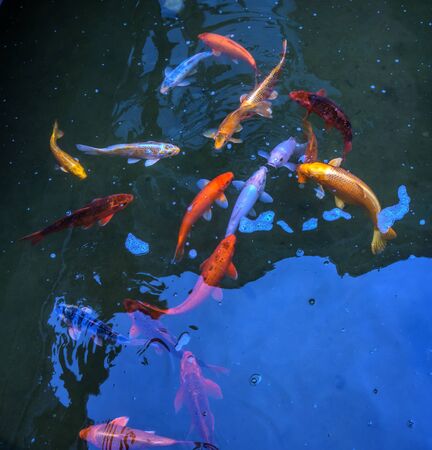 Koi fishes swim in blue pond. Fancy and colorful carp fish Koi swimming in water garden