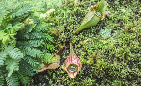 Predatory plant Sarracenia "Psittacina" filled with water in a tropical wet forest.の写真素材