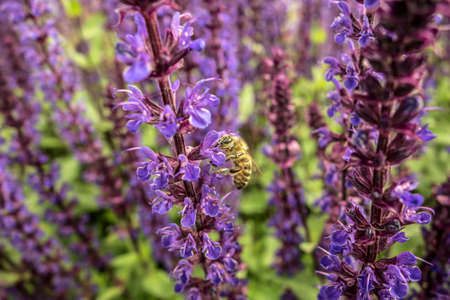 Blooming violet lavender plant in garden. Field of honey flowers and bees. Flower decorative purple and blue background with bee closeup. European nature.の写真素材