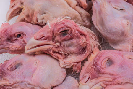 Cat food. Food background of raw chicken heads. Cat's natural raw food.の写真素材