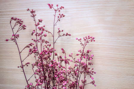 Sprigs of pink, red, magenta gypsophila on a light wooden table. Rustic still life, copy space for text, congratulations, invitations.の写真素材