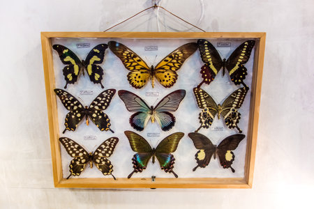 Swallowtail butterflies collection in a glass display case with name labelsの写真素材