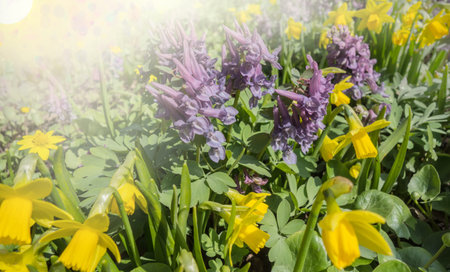 Yellow, purple and blue spring flowers in the garden. Spring flowers background, copy space.