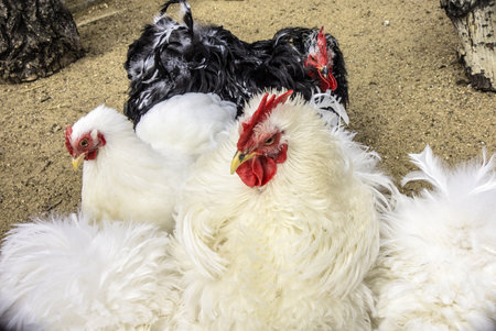 Pekin Bantam, Chickens breed Dwarf Cochin. Poultry on a farm or barnyard. The concept of agriculture, harvesting and breeding birds. White and black cochin roosters with hens on farm, poultry bird with comb.の写真素材