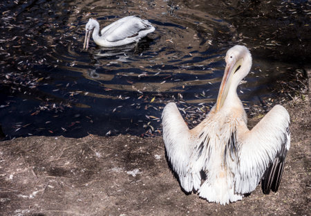 A pair of white pelicans on the shore of a pond near the water in early spring.の写真素材