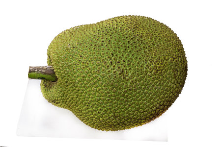 Fresh giant jackfruit isolated on white background, vegan and vegetarian food.