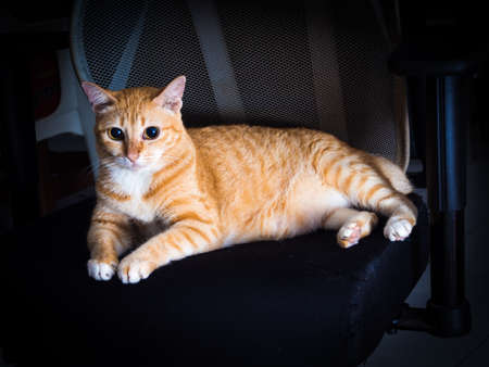 Mysterious Orange Ginger Fat Cat Rest with Seriousの写真素材