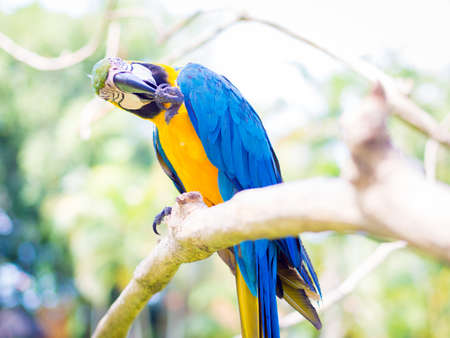 Colorful Macaw Bird Scratchingの写真素材