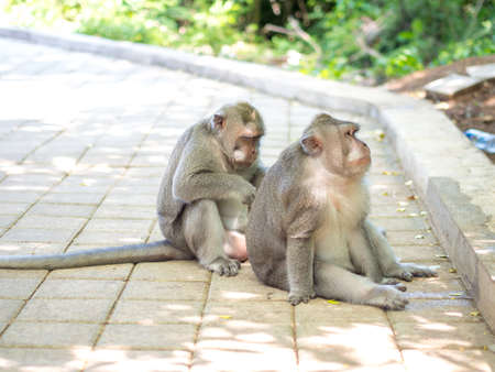 Cute Fat Long Tailed Macaque Monkey in Uluwatu, Bali, Indonesiaの写真素材