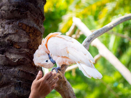 Beautiful Pink Cockatoo Scratchingの写真素材