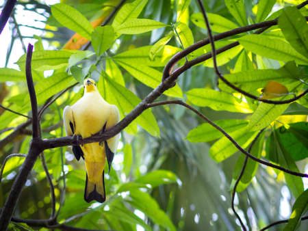 Yellow Bird on Trunk