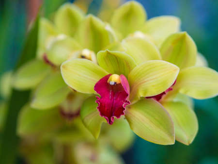 Closeup of Cymbidium Orchid Flowerの写真素材