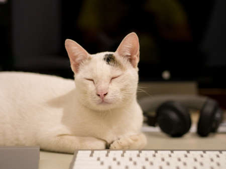 Cat Sleep behind Keyboardの写真素材
