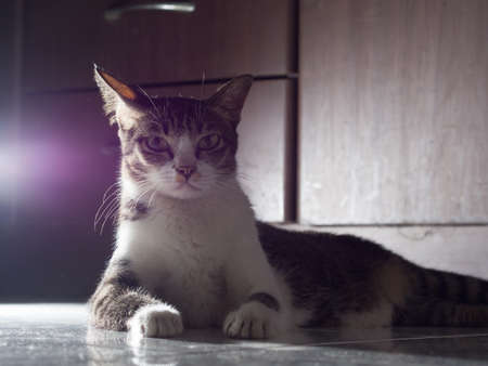 White Cat Starring Seriouslyの写真素材
