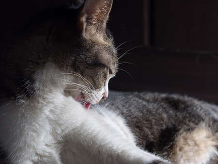 Cat Licking Its Handの写真素材