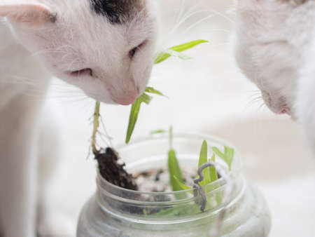 Close up of Cat Eating Grassの写真素材