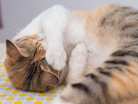 Shy Cat on Bedの写真素材