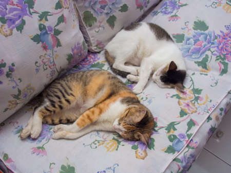 Two Cats Sleeping Together on Seat Cushionの写真素材