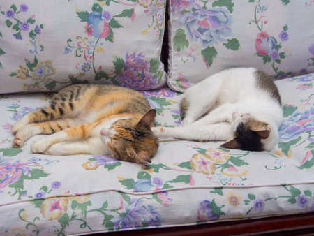 Two Cats Sleeping Together on Seat Cushionの写真素材