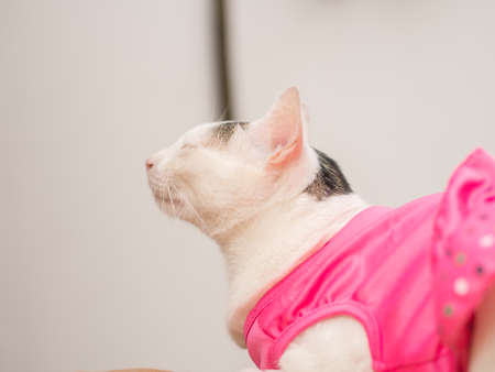 Sleepy White Cat with Pink Shirtの写真素材