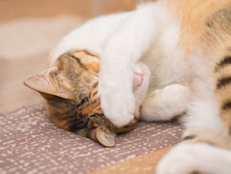 Shy Cat on Bedの写真素材